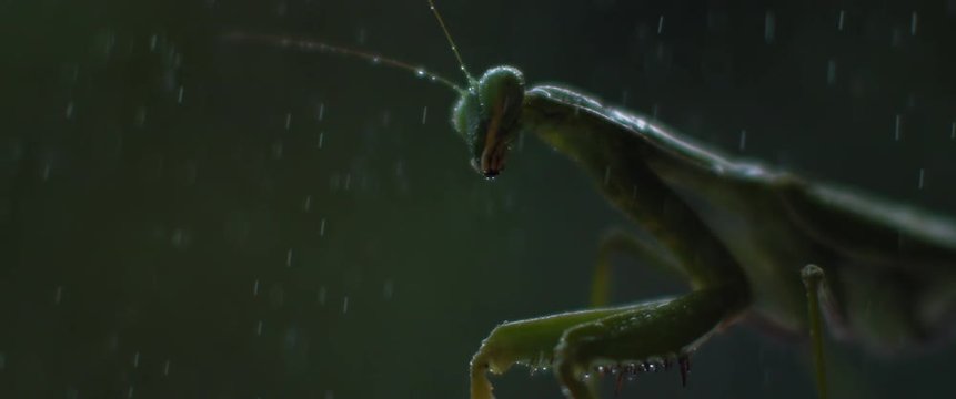 Close up of the praying mantis under the rain on a green forest bokeh background. Macro, slow motion, shallow depth of field. BMPCC 4K