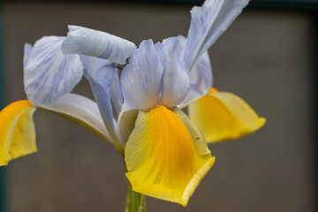 Closeup of the intricate details of a yellow and white Dutch iris with an insect
