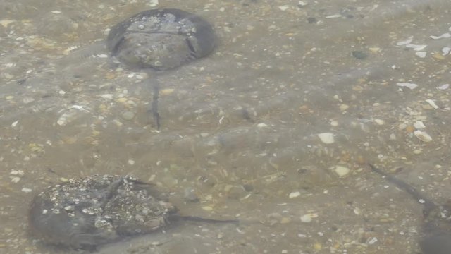 Horseshoe crabs swimming away from each other
