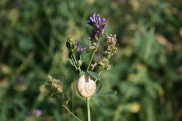 Escargot sur tige fleurs