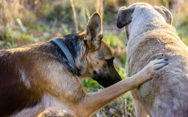 Young Dog greeting his senior friend - German Shepherd & Portuguese Mastiff
