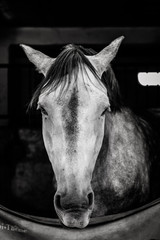 Horse looking direct to camera - black & white