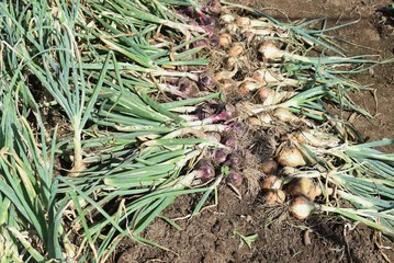 Kitchen garden onion cultivation /Onion harvesting