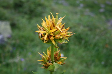 Gentiane jaune