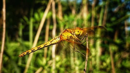 A dragonfly resting on a cane