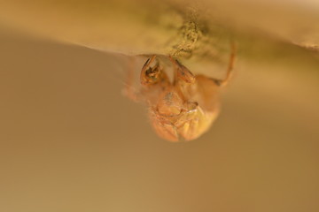 Insectos