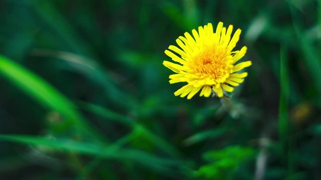 One Dandelion bloom at dawn. Flower blooming process time lapse. Top view. Taraxacum platycarpum