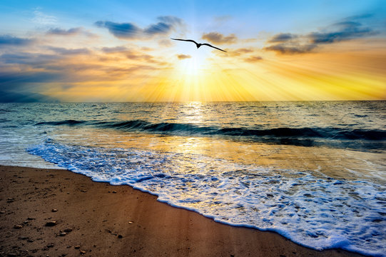 Bird Flight Sunset Ocean Beach Divine Inspirational Sun Hope Image