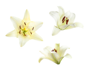 Fototapeta na wymiar Set of beautiful blooming lilies on white background