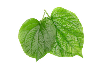 Betel leaves isolated on white background. Fresh green aromatic herbal leaves.