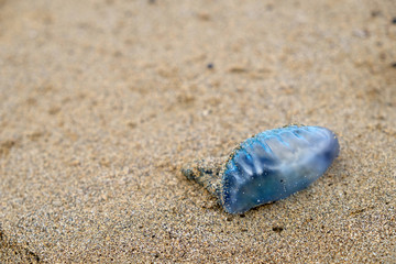 Portuguese man o' war, a blue bottle, dangerous marine organism similar to a jellyfish. (Physalia physalis)