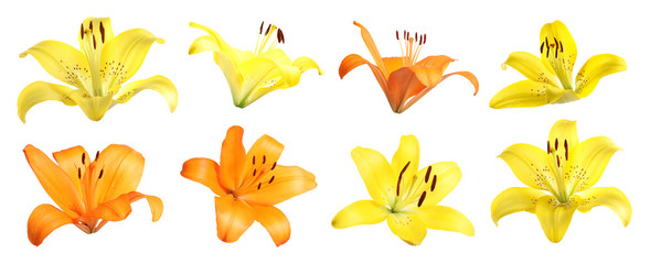 Set of beautiful blooming lilies on white background. Banner design