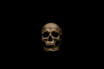 Skull 