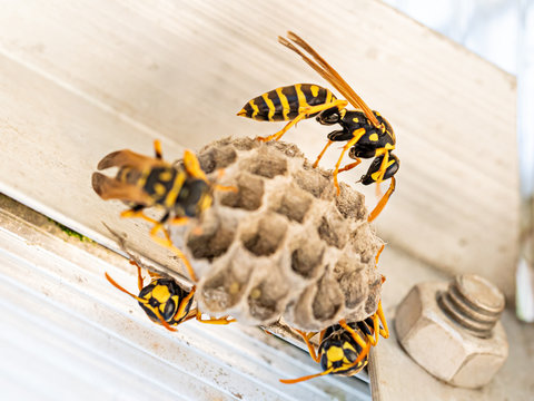Franz&ouml;sische Feldwespen oder auch Gallische Feldwespe (Polistes dominula) beim Nestbau
