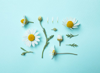 Flat lay composition with beautiful chamomiles on light blue background