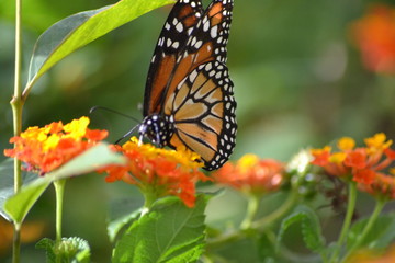 Butterflies posing in the flowers