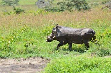 Warthog Walking On Grassy Field
