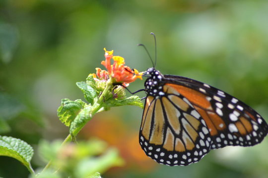 ViceRoi Bilder Durchsuchen 1,530 Archivfotos, und