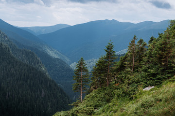 summer mountains green grass and blue sky landscape. mountain panorama