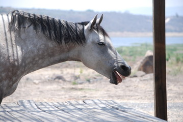 portrait of a horse