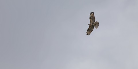 空を飛ぶノスリ
