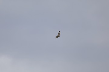 空を飛ぶノスリ