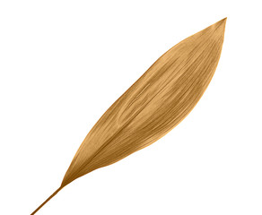 Fototapeta na wymiar Beautiful golden tropical leaf on white background