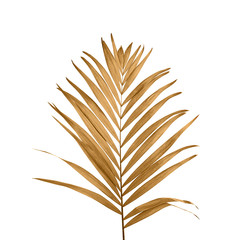 Beautiful golden tropical leaf on white background