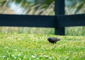 Starling looking for insects in the grass at wildlife sanctuary in Rome Geogia.