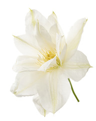 Fototapeta na wymiar White flower of clematis, isolated on white background
