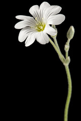 White flower of Cerastium, isolated on black background