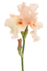 Pink flower of iris, isolated on white background © kostiuchenko