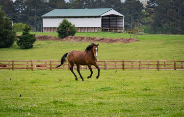 Stallions running in pasture at horse farm in Rome Georgia.