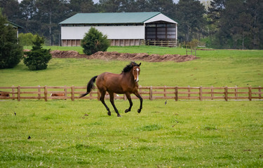 Naklejka premium Stallions running in pasture at horse farm in Rome Georgia.