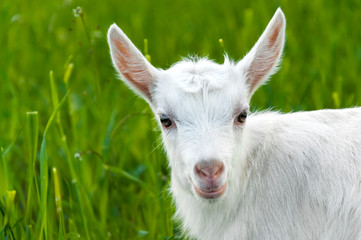 White little goat in green grass looks into the frame. Portrait animal.