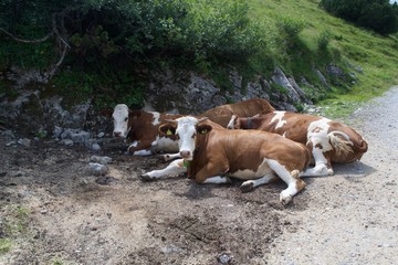 Kühe 