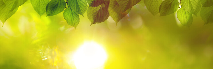 Tree branches with green leaves on sunny day. Banner design