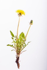 Obraz premium Dandelion Plant on White