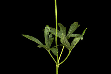 Green leaf of flowers anemones, isolated on  black background