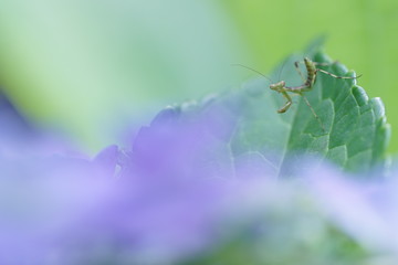 カマキリの赤ちゃんと紫陽花5