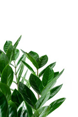 Branches and leaves of houseplant Zamioculcas on white background. Popular trendy tropical plant for home decor. Vertical frame border. Close-up, copy space.