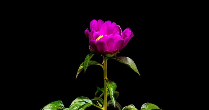 Timelapse of pink peony flower blooming on black background. Blooming peony flower open, close-up. Wedding backdrop, Valentine's Day. Macro shot of the center of the stamen peony, two videos