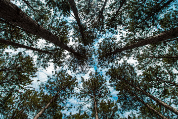 trees in the forest