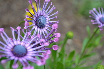 Obraz premium Spider Pink flower