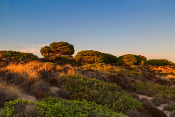 Landscape with tree on the sand dune in sunset time.