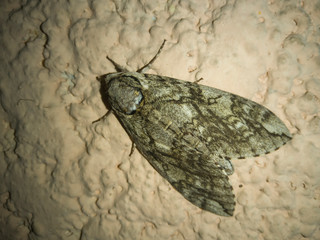 Palomilla de tamaño mediana posada sobre la pared durante la noche.