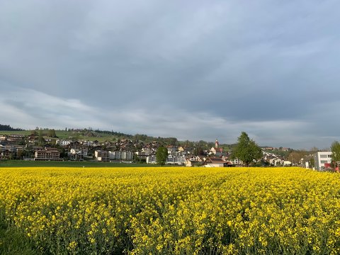 Gemeinde / Dorf Ruswil im Kanton Luzern mit gelbem Rapsfeld, Schweiz