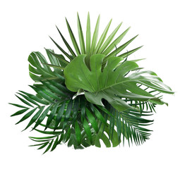 Different fresh tropical leaves on white background