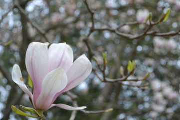 tree blossom