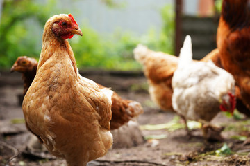 Chicken standing on a rural garden in the countryside. Close up of a chicken standing on a backyard shed with chicken coop. Free range birds